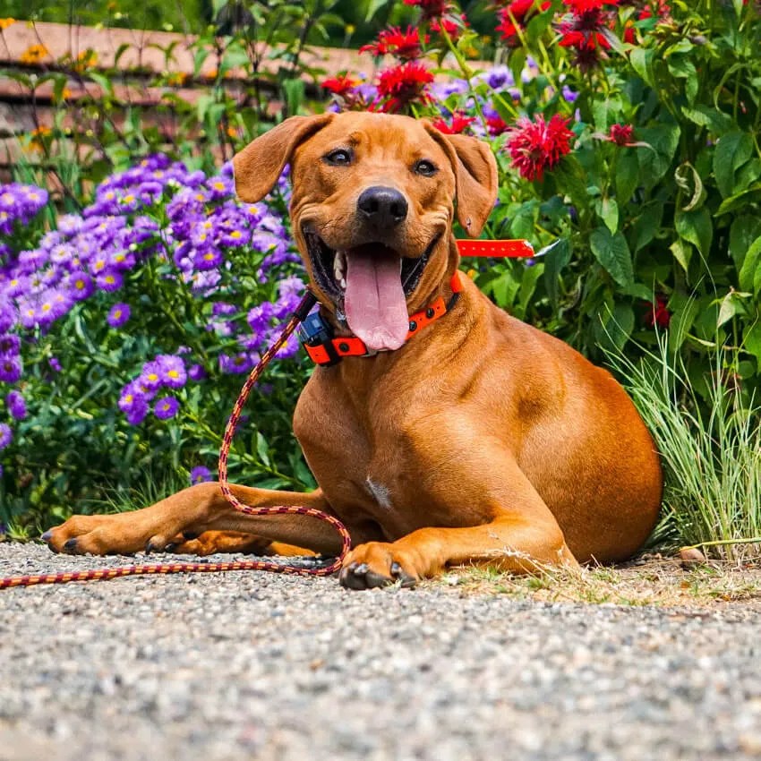 Chomps Dog Training Professional Dog Training in Denver